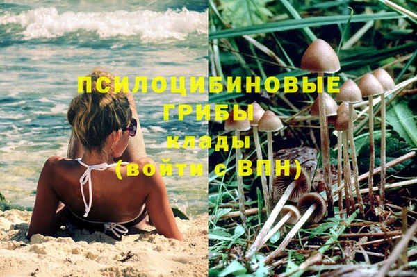 прущие грибы Лабытнанги